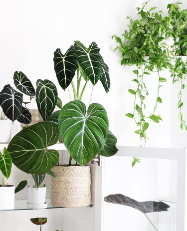 Various Indoor Plants